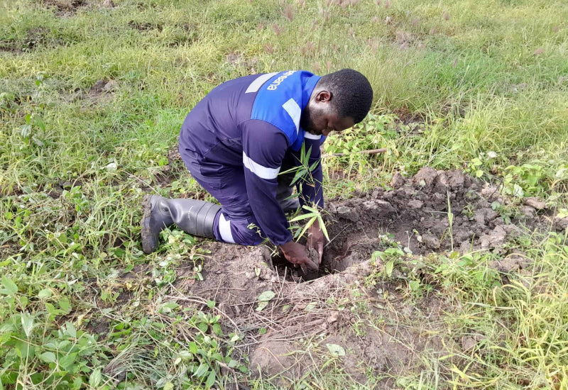 Hoe Goed Lost Bamboe Toiletpapier op?