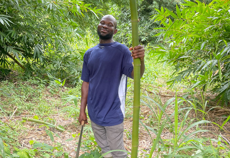 Circle of Goodness Part 2: Agroforestry with our bamboo