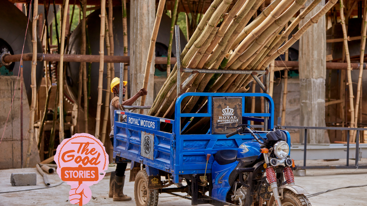 Bamboe: het nieuwe goud van Ghana